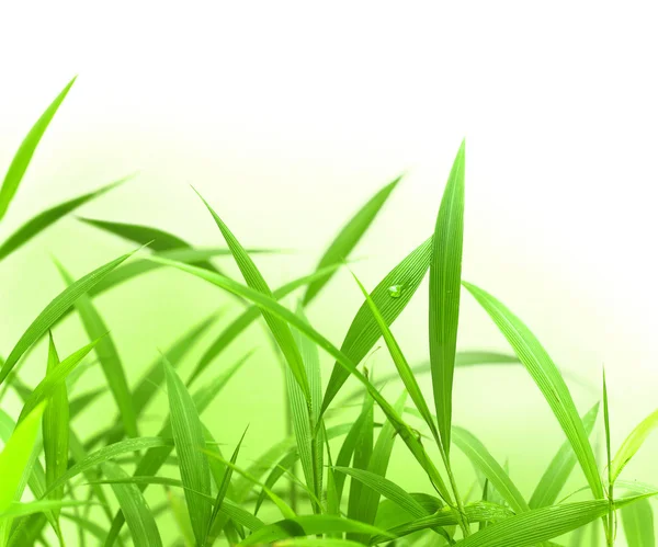Зеленая трава с местом для текста — стоковое фото
