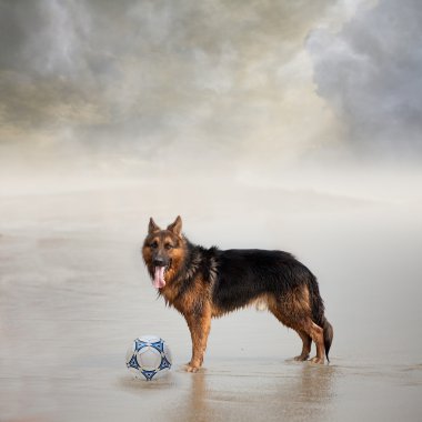 Dog Waits for His Friend to Play Football clipart