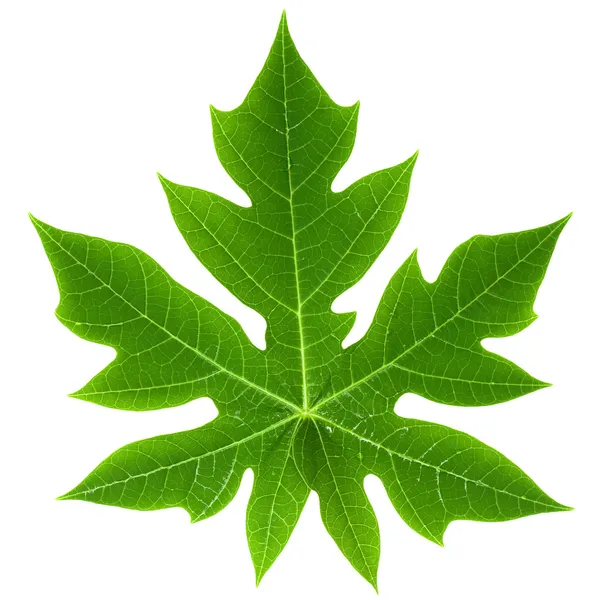 Papaya Leaf Isolated — Stock Photo, Image