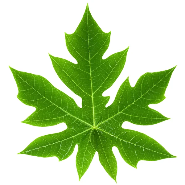 Papaya Leaf Size At Robin Bradley Blog