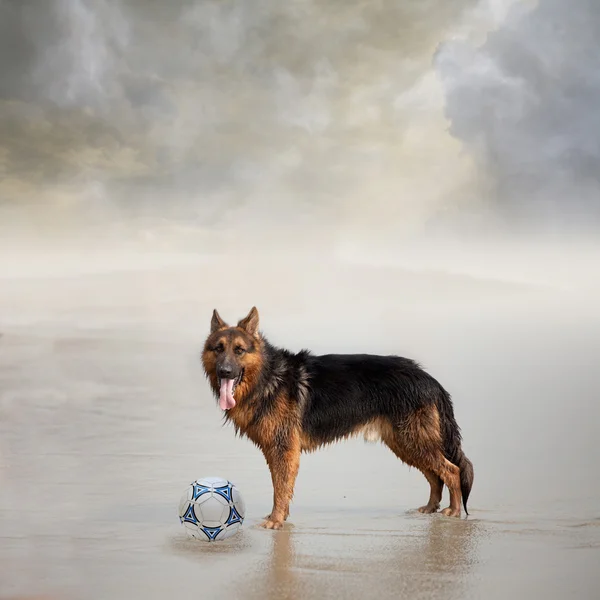 stock image Dog Waits for His Friend to Play Football