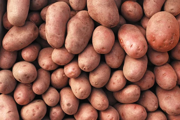 감자 — 스톡 사진