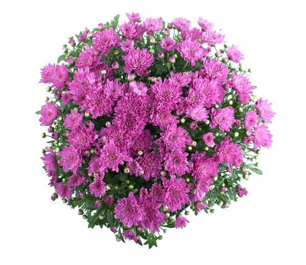 stock image Chrysanthemum Bush