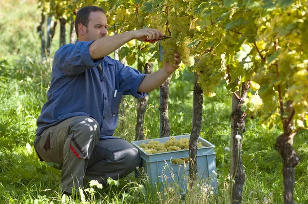 Vintner in the wineyard — Stock Photo, Image