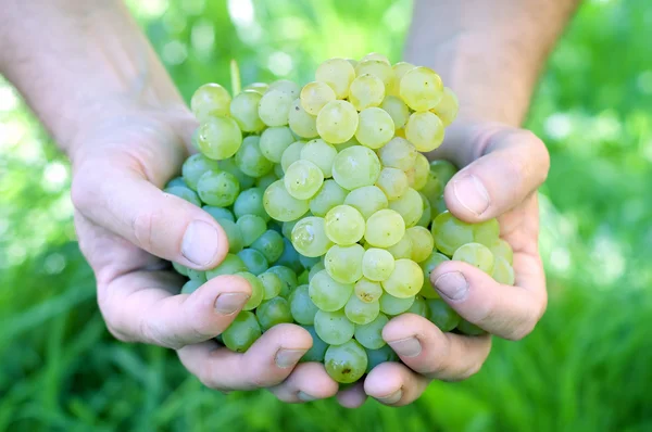 Ręczne trzymanie grona winogron — Zdjęcie stockowe