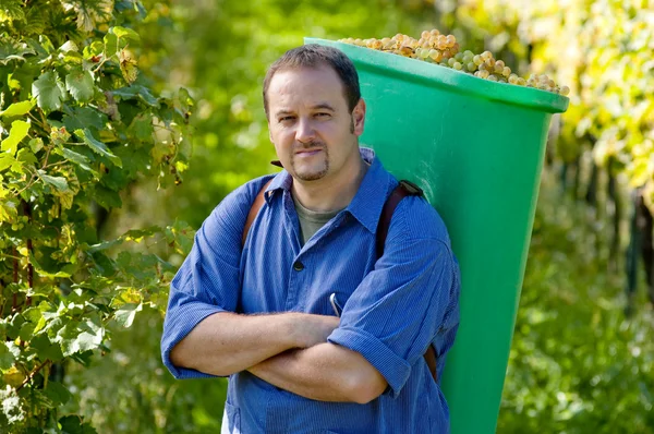 Wijnboer tijdens de oogst — Stockfoto