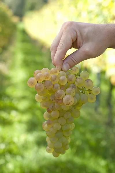 Mão segurando um monte de uvas — Fotografia de Stock