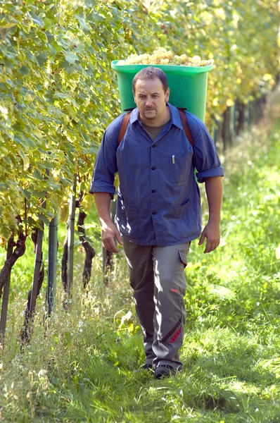 Vintner During The Harvest — Stock Photo, Image