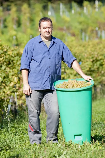 Wijnboer tijdens de oogst — Stockfoto