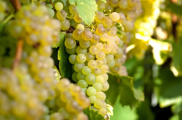Bunch branco de uvas — Fotografia de Stock