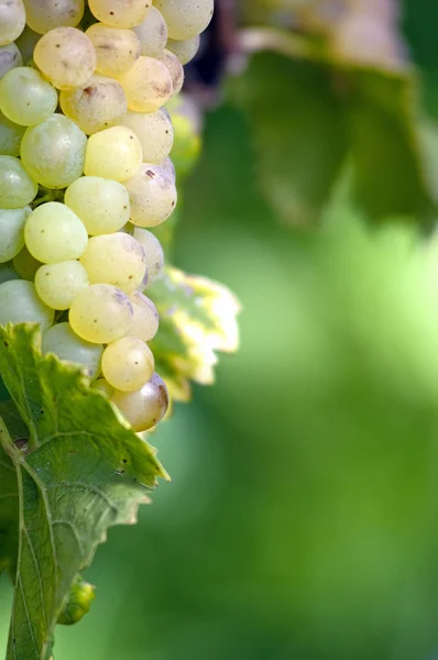 Білий грона винограду — стокове фото