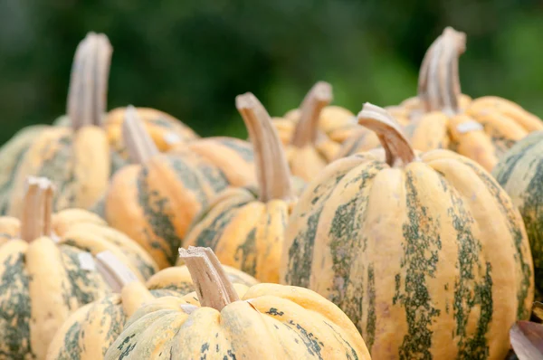 Autumn Pumpkins — Stock Photo, Image
