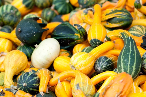 Autumn Pumpkins — Stock Photo, Image