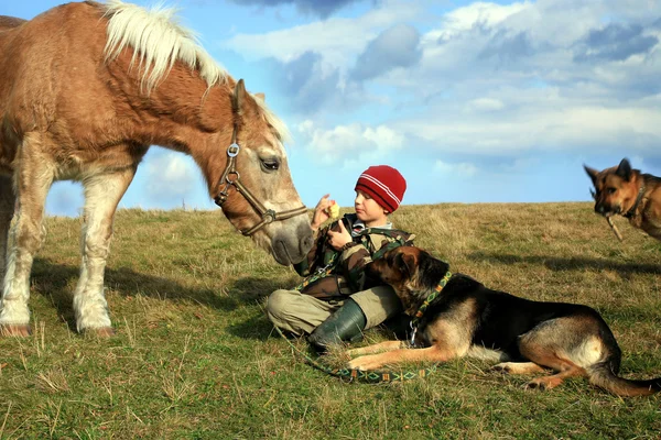 Αγόρι, άλογο και σκυλιά — Φωτογραφία Αρχείου