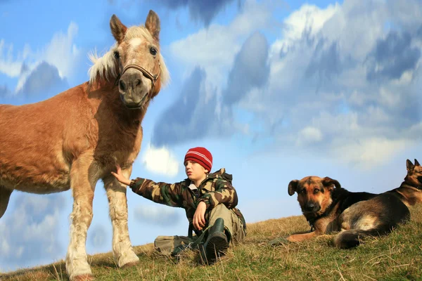 Ragazzo, cavallo e cani — Foto Stock