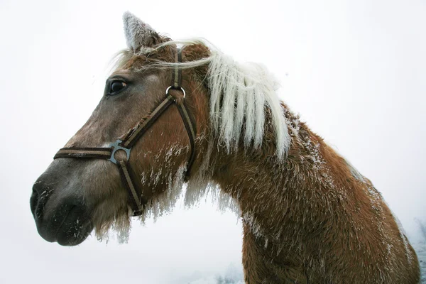 Zimní kůň — Stock fotografie
