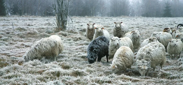 Взимку овець — стокове фото