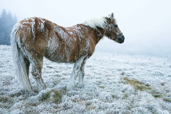 Зимняя лошадь — стоковое фото