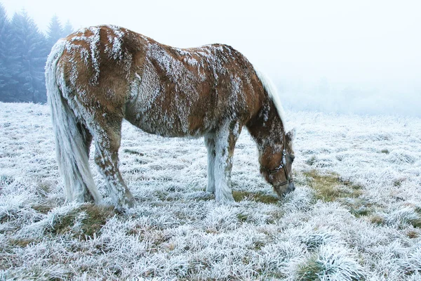Cavallo invernale — Foto Stock