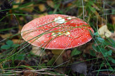 Kırmızı sinek agaric