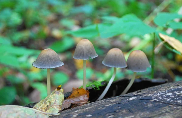 Wood mushrooms — Stock Photo, Image