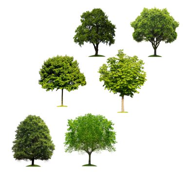 Trees on white clipart