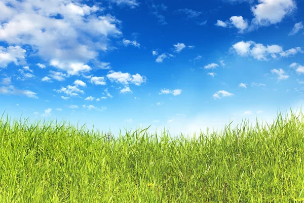 Πράσινο γρασίδι με μπλε ουρανό — Φωτογραφία Αρχείου