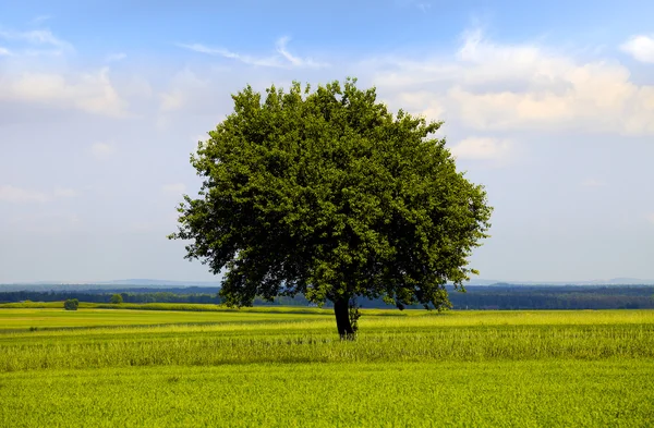 Tree on the field — Stock Photo, Image