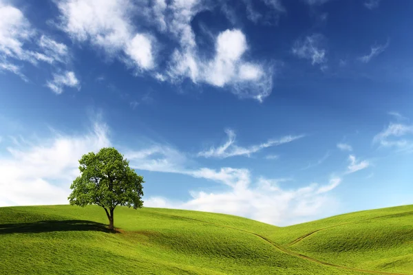 Πεδίο, δέντρο και γαλανός ουρανός — Φωτογραφία Αρχείου