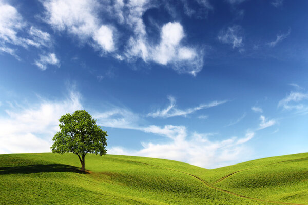 Field,tree and blue sky