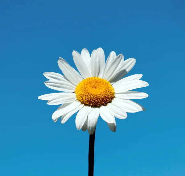 White Daisy — Stock Photo, Image