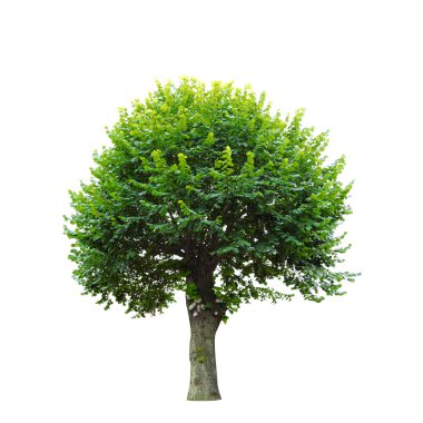 Green tree isolated on white clipart