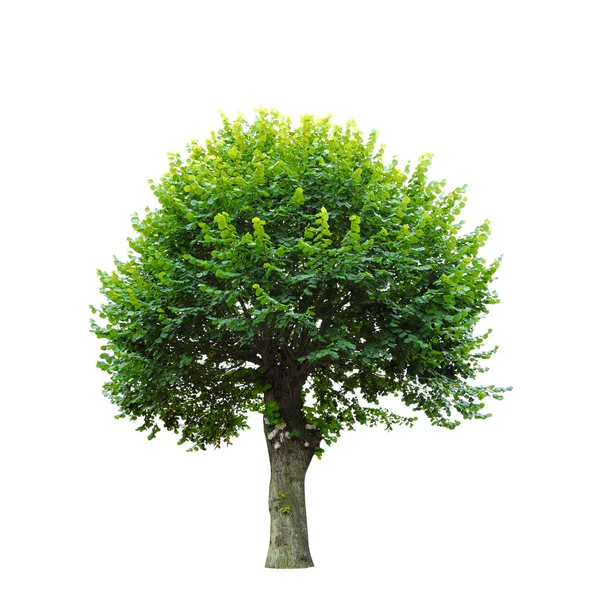 Grüner Baum isoliert auf weiß — Stockfoto