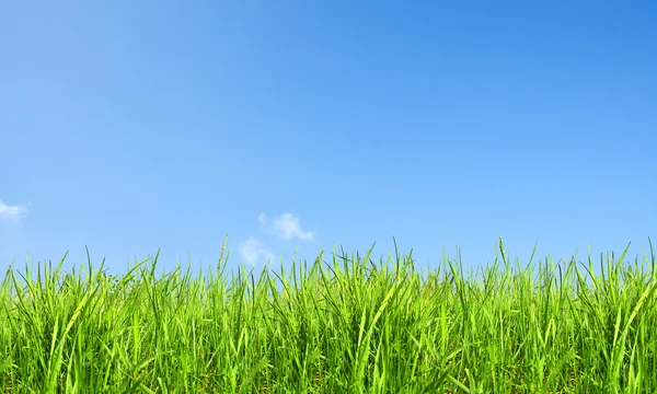 Natuur achtergrond, gras en hemel — Stockfoto