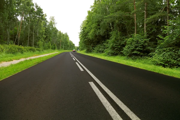 녹색 숲 속의 도로 — 스톡 사진