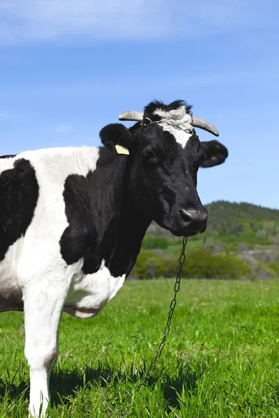 Чёрно-белая молочная корова — стоковое фото