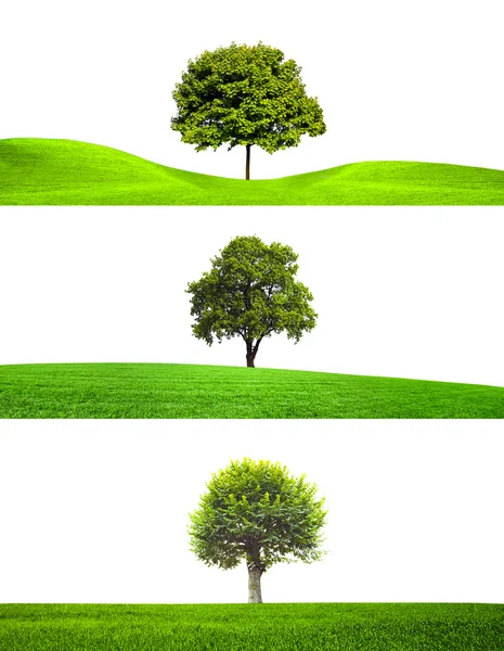 Trees collection — Stock Photo, Image