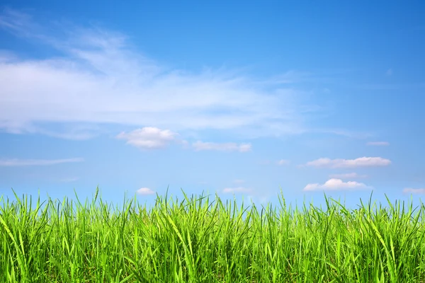 Grasbewachsene Wiese mit blauem Himmel — Stockfoto