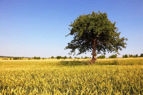 Дерево на полі золотої пшениці — стокове фото