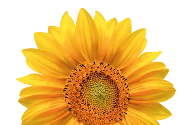 Leuchtend bunte gelbe Sonnenblume isoliert über weiß — Stockfoto