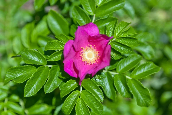 Rosa selvatica — Foto Stock