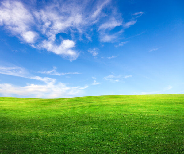Field on a background of the blue sky