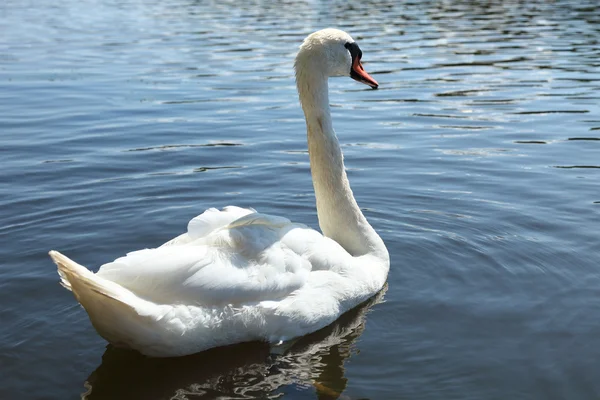 White Swan — Stock Photo, Image