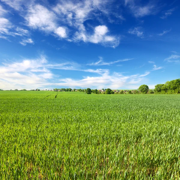 Våren landskap, engelska landsbygden — Stockfoto