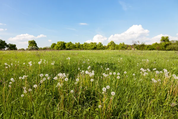 Many white dandelions in the field. — Stock Photo, Image
