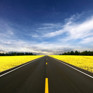 Road travelling through a Canola Field clipart