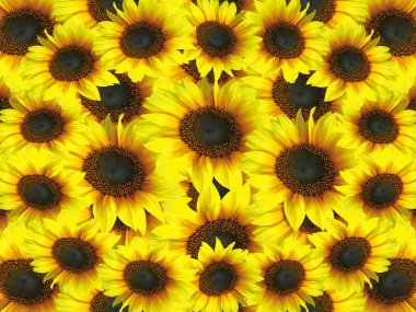 Sunflowers background clipart