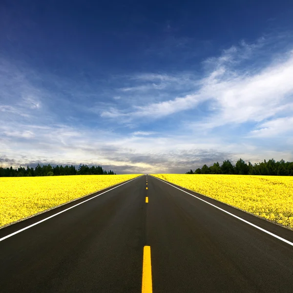 Road travelling through a Canola Field — Stock Photo, Image