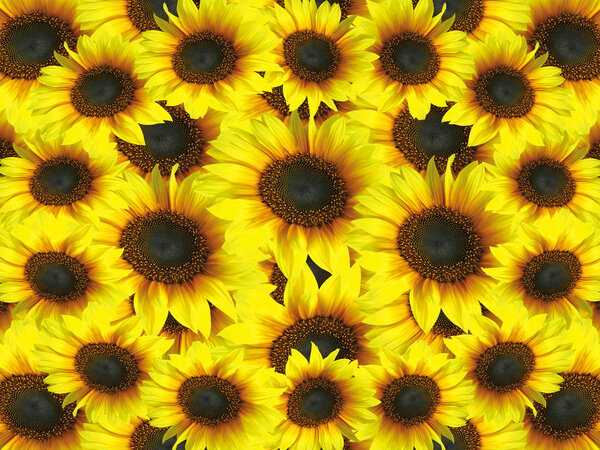 Sunflowers background