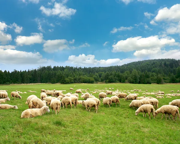 畜群羊 — 图库照片